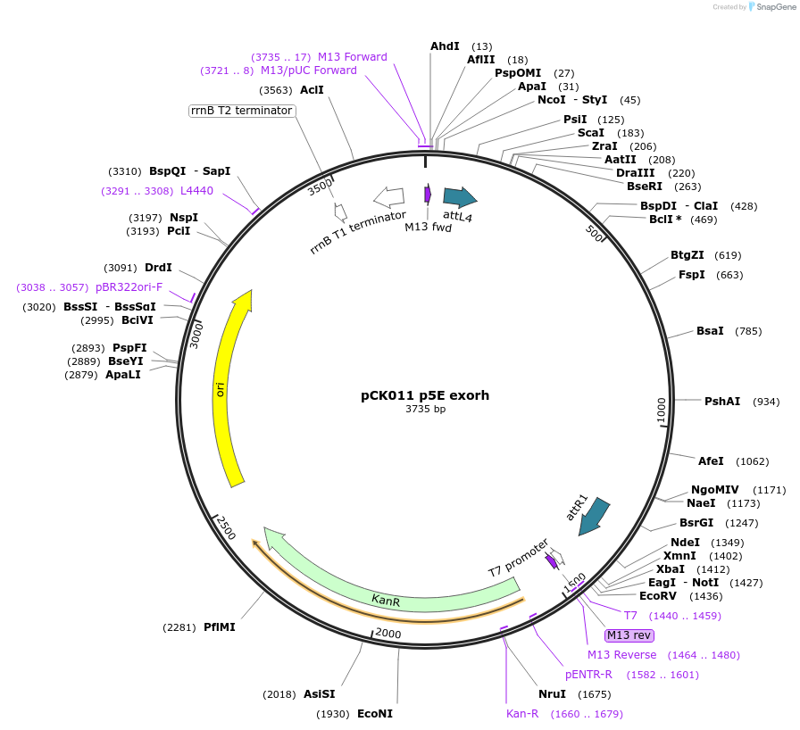 195949-plasmid-map-sequence-id-385255