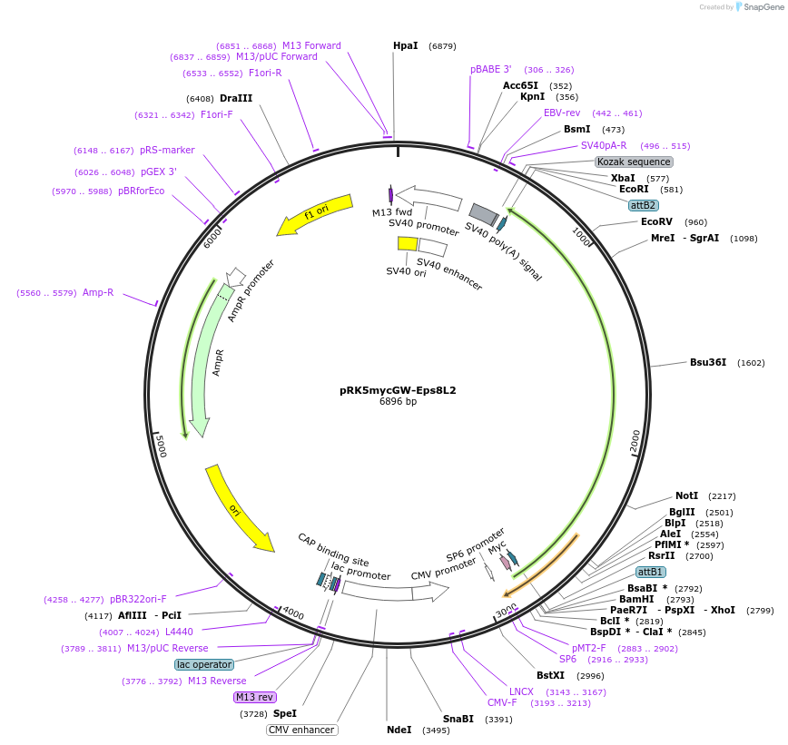 196542-plasmid-map-sequence-id-385261
