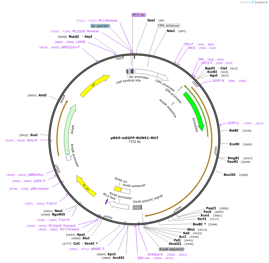 194575-plasmid-map-sequence-id-385263