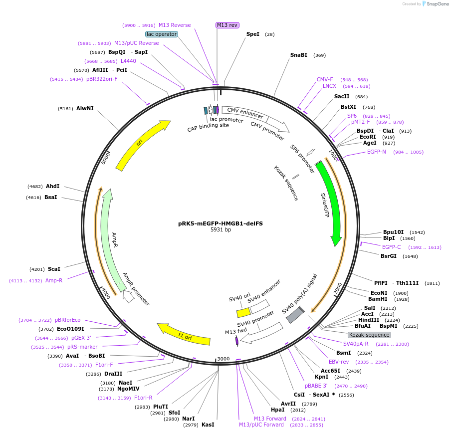 194555-plasmid-map-sequence-id-385264