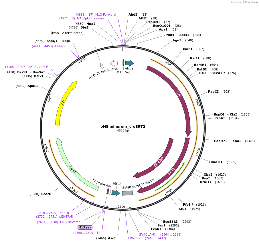 195966-plasmid-map-sequence-id-385268