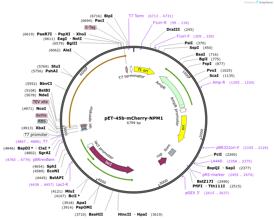 194546-plasmid-map-sequence-id-385330
