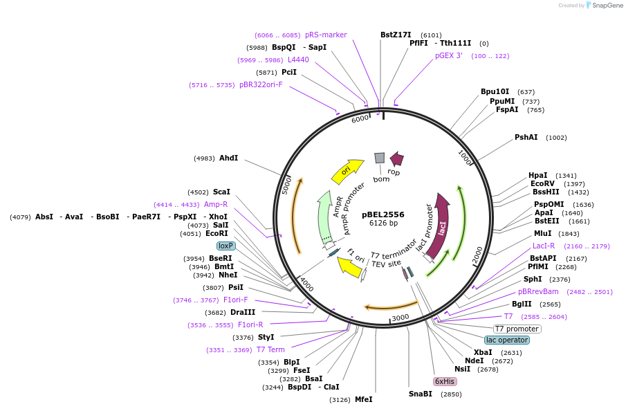195674-plasmid-map-sequence-id-385334