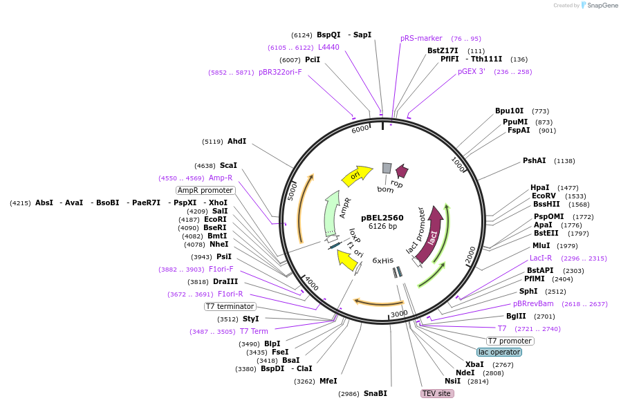 195676-plasmid-map-sequence-id-385335