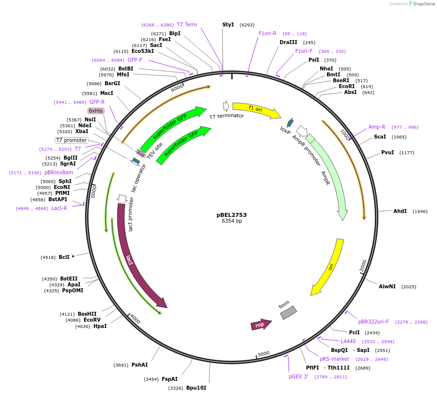 195637-plasmid-map-sequence-id-385339