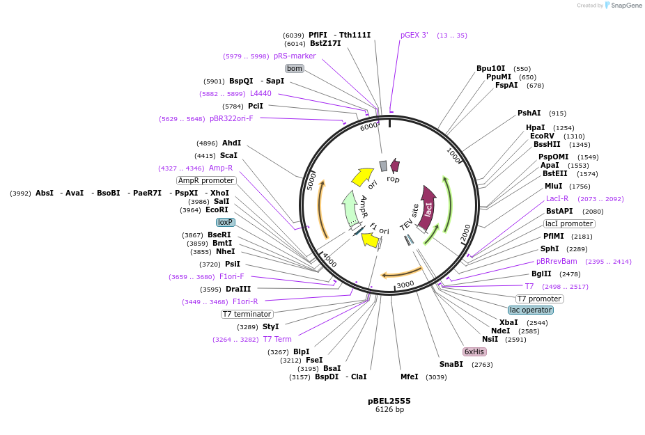 195673-plasmid-map-sequence-id-385349