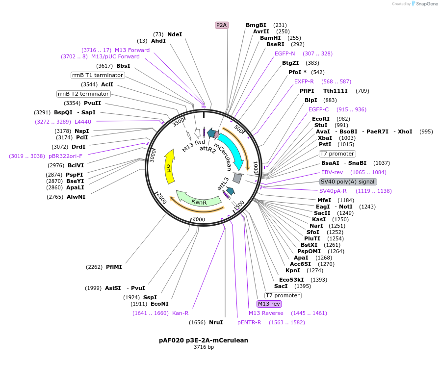 195974-plasmid-map-sequence-id-385354