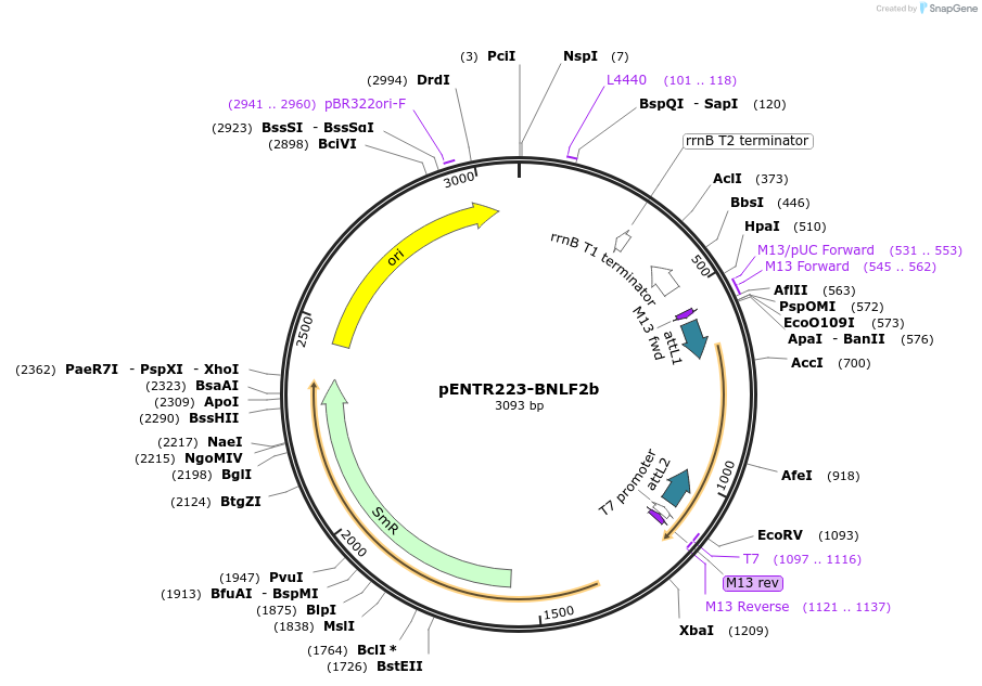 195770-plasmid-map-sequence-id-385357