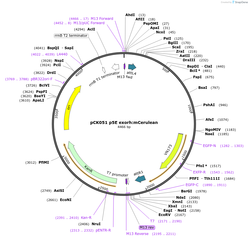 195952-plasmid-map-sequence-id-385553