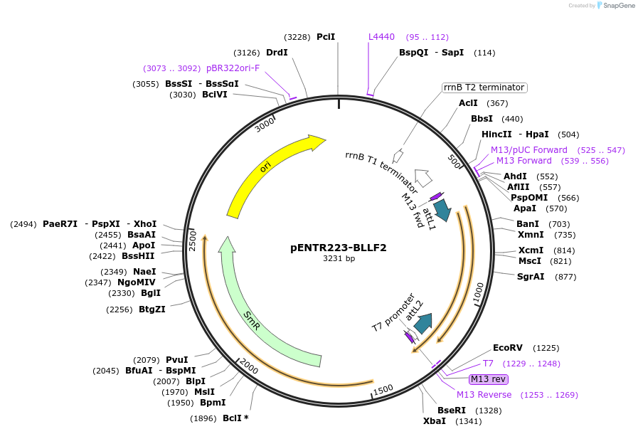 195774-plasmid-map-sequence-id-385561