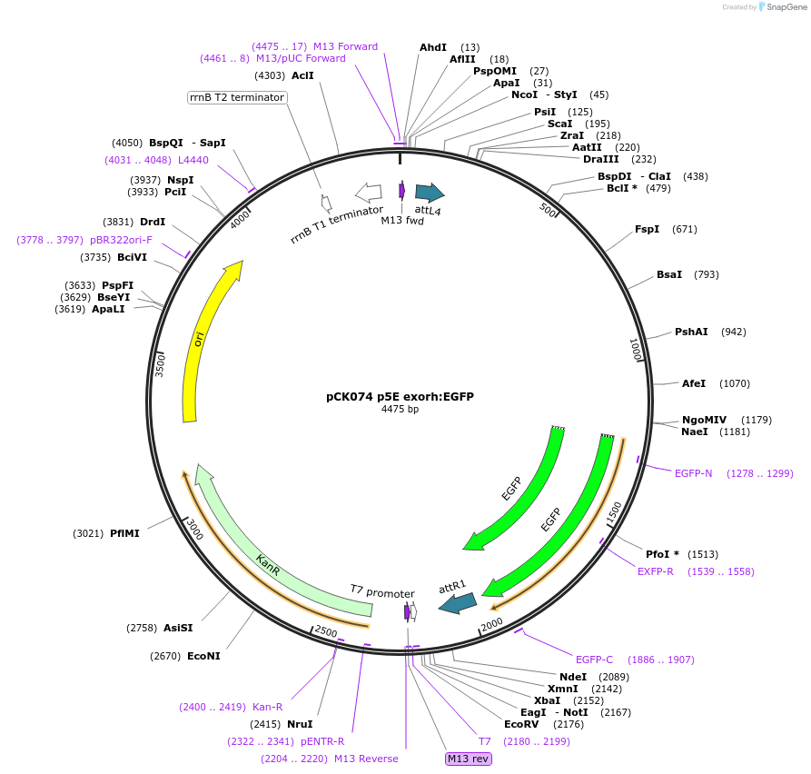 195951-plasmid-map-sequence-id-385565
