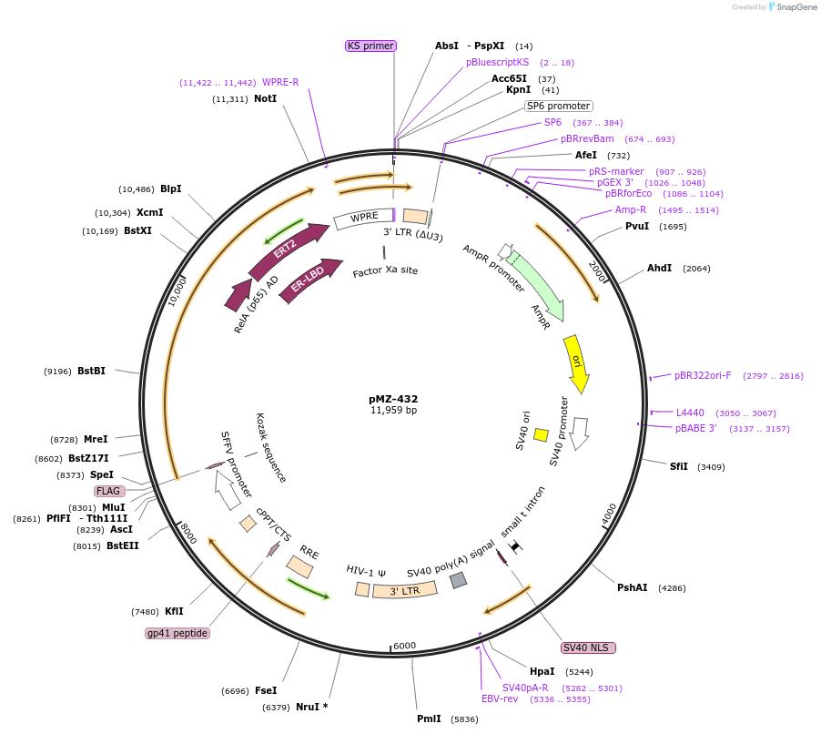 195463-plasmid-map-sequence-id-385568