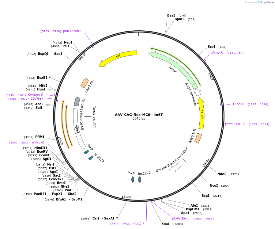 196420-plasmid-map-sequence-id-385570