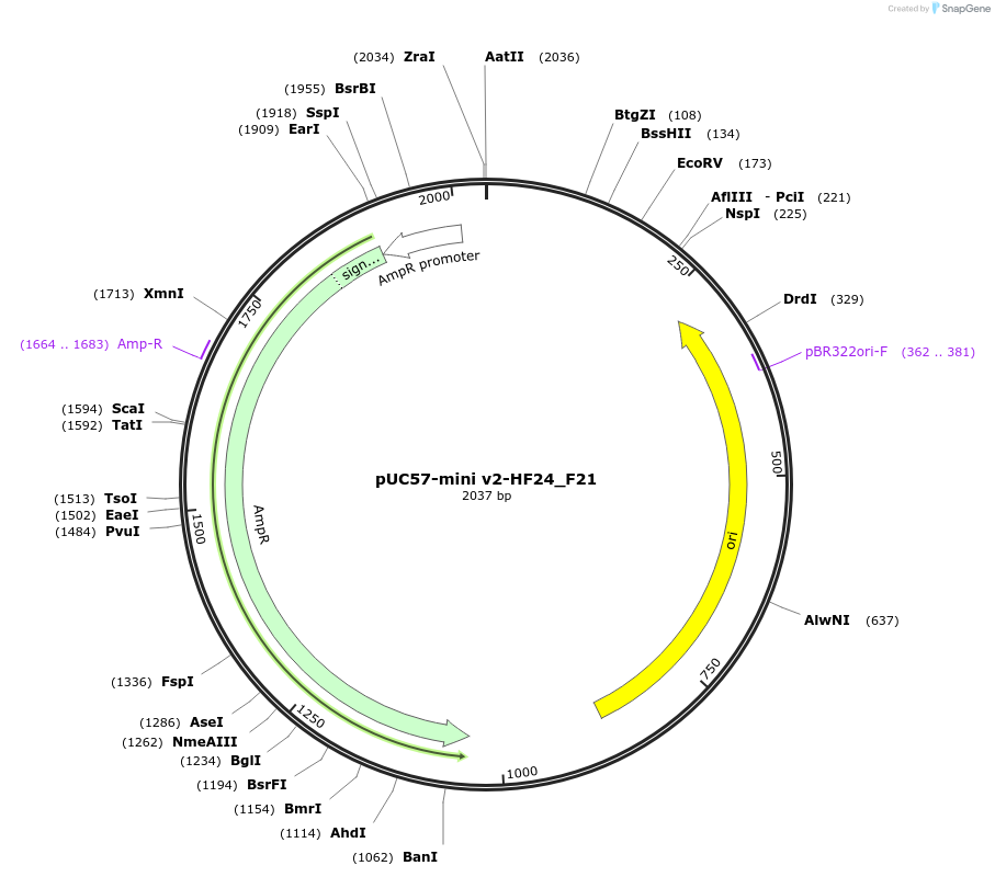 195735-plasmid-map-sequence-id-385575