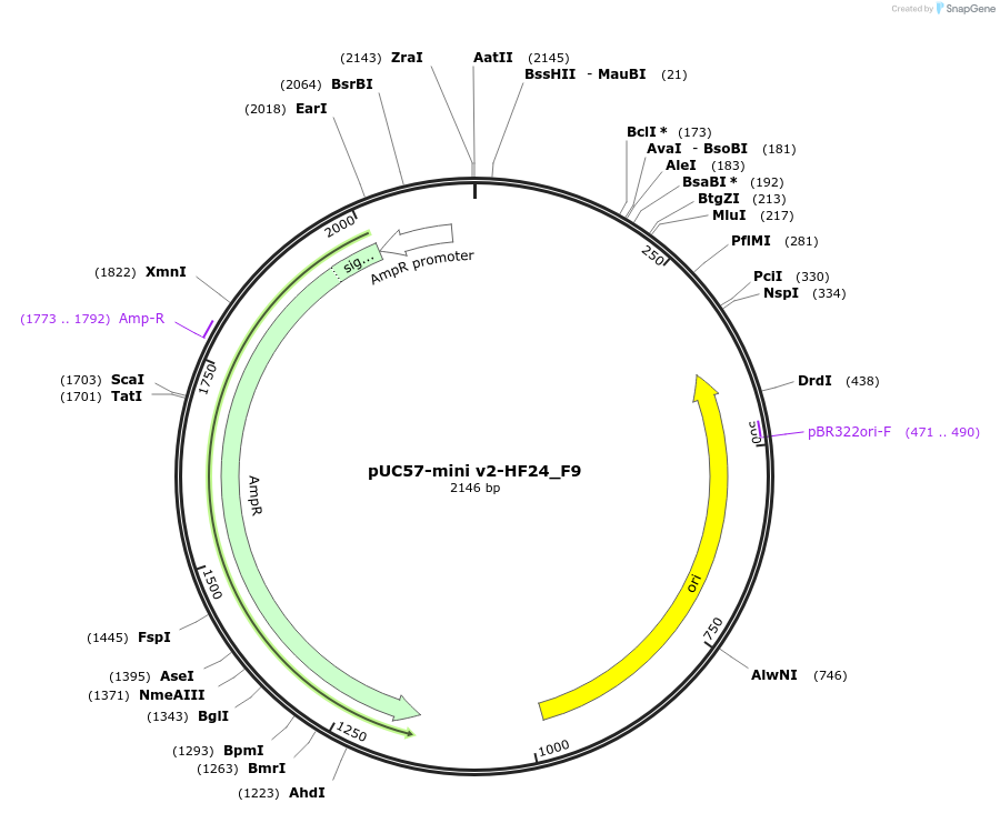 195723-plasmid-map-sequence-id-385578