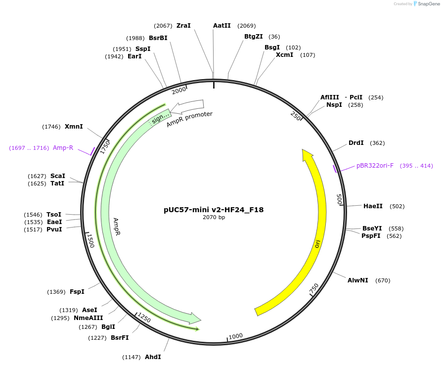 195732-plasmid-map-sequence-id-385582