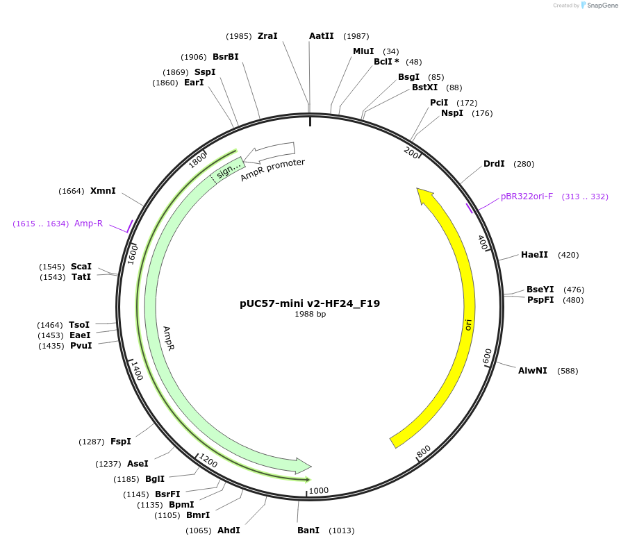 195733-plasmid-map-sequence-id-385592