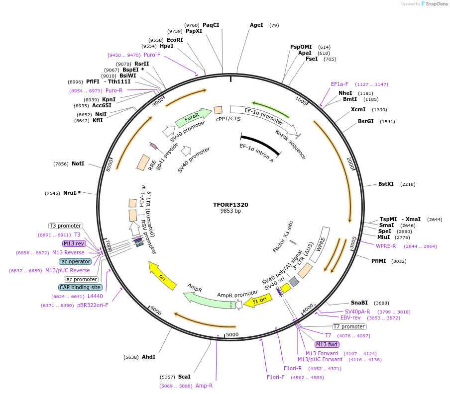 142372-plasmid-map-sequence-id-385597