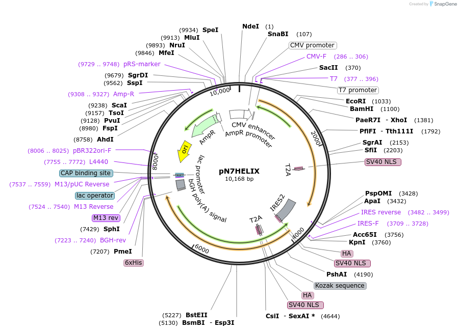 190662-plasmid-map-sequence-id-385664