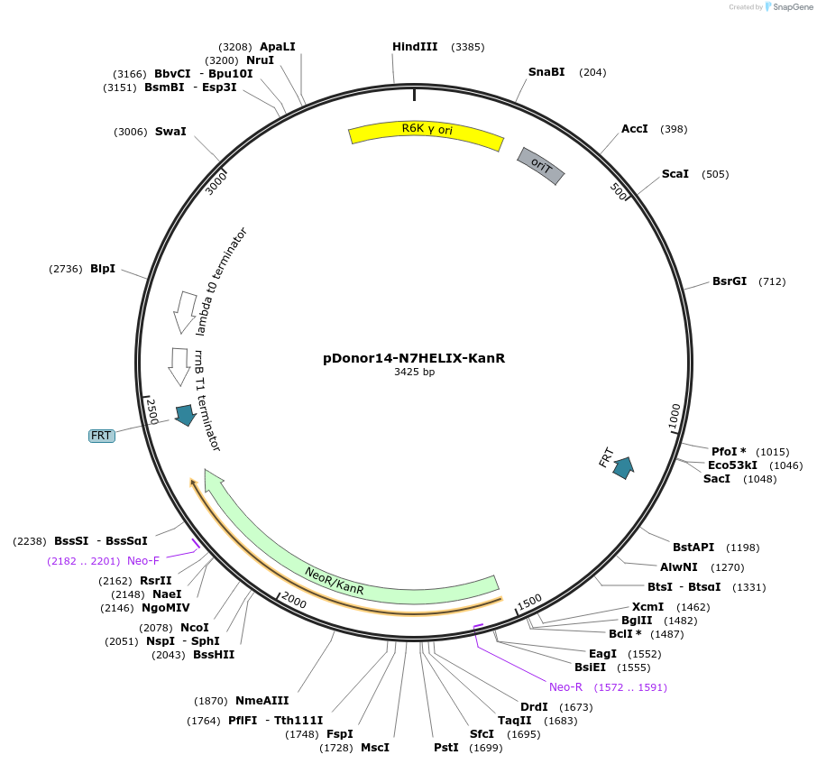 190663-plasmid-map-sequence-id-385666