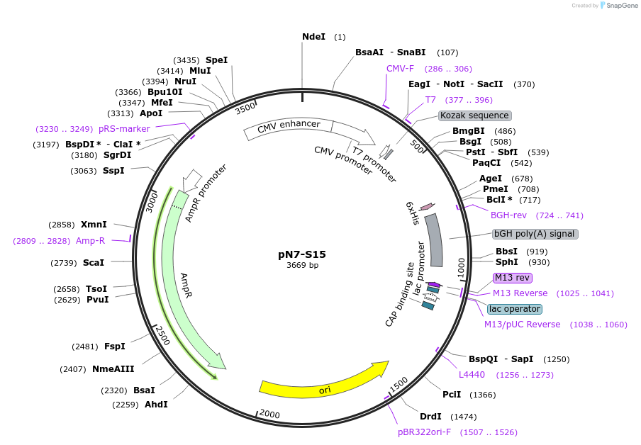 190665-plasmid-map-sequence-id-385668