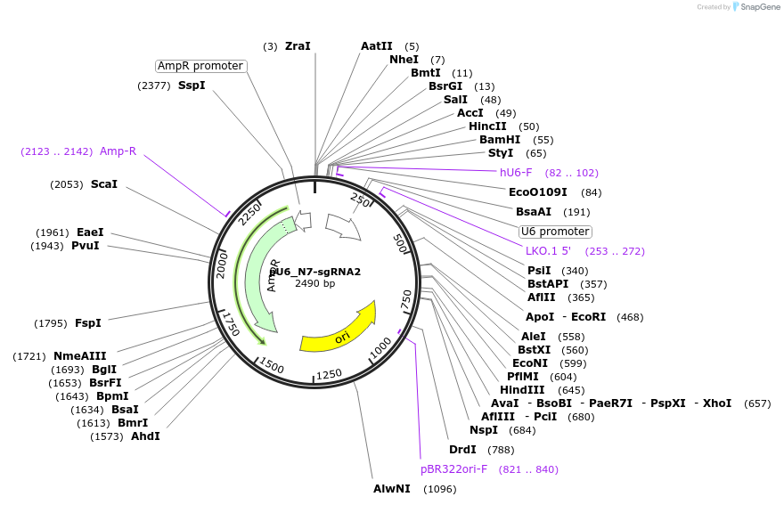 190664-plasmid-map-sequence-id-385670