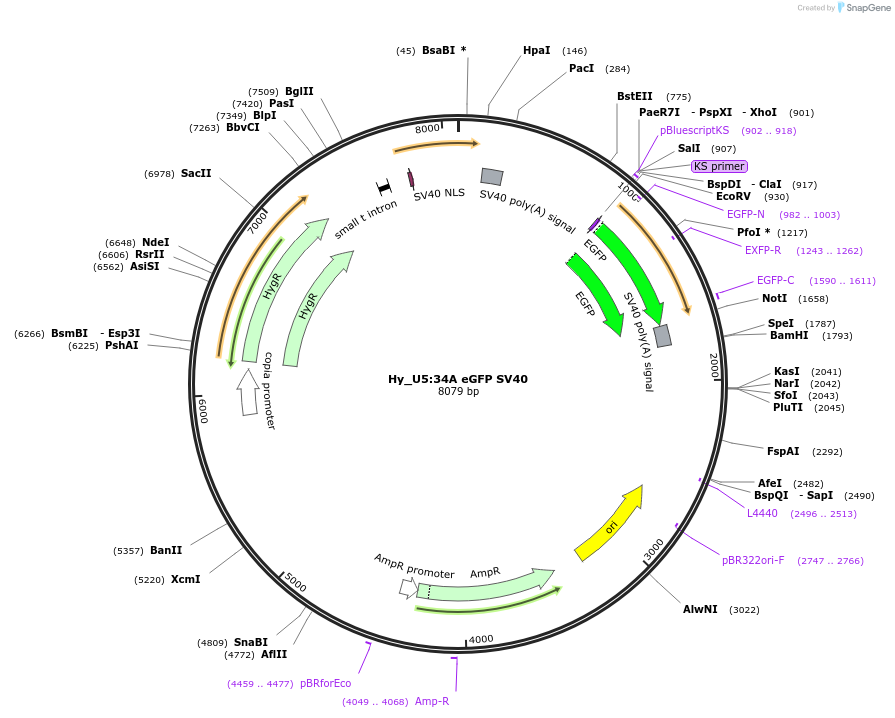 195064-plasmid-map-sequence-id-385677