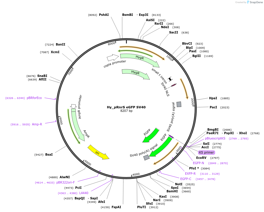 195062-plasmid-map-sequence-id-385678
