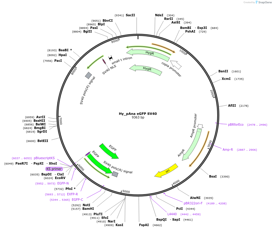 195063-plasmid-map-sequence-id-385679