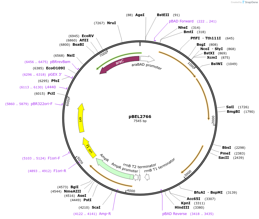 196028-plasmid-map-sequence-id-385686