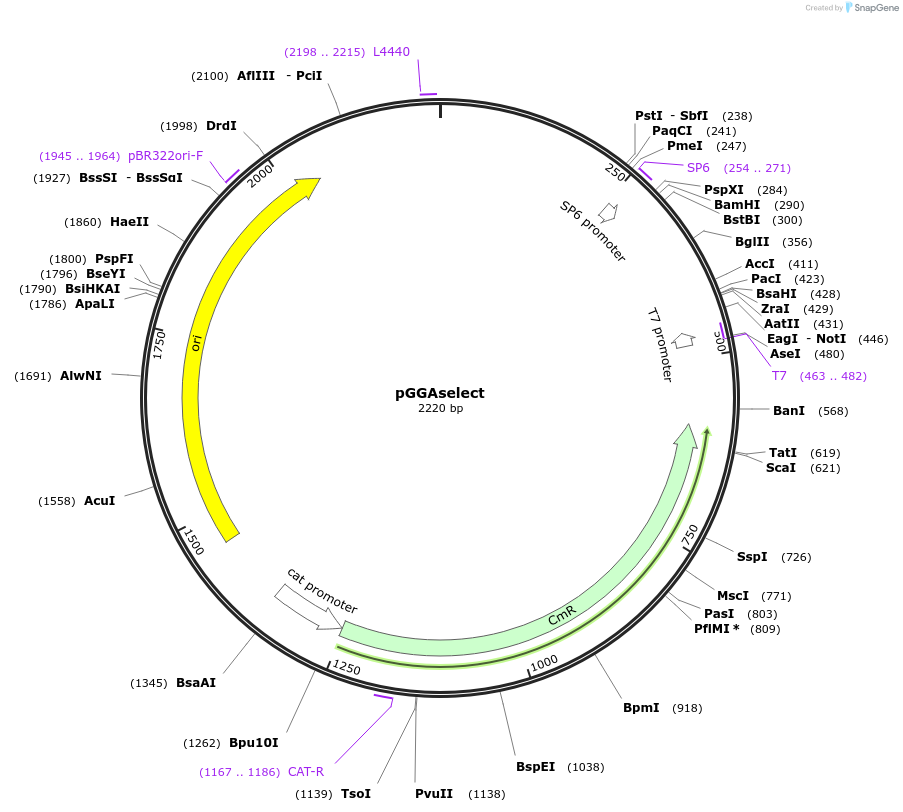 195714-plasmid-map-sequence-id-385697