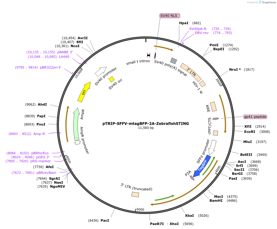 196633-plasmid-map-sequence-id-385710