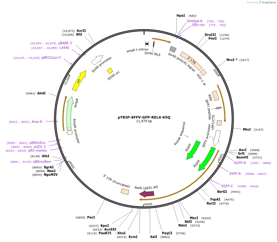 196632-plasmid-map-sequence-id-385712