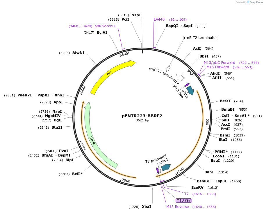195792-plasmid-map-sequence-id-385713