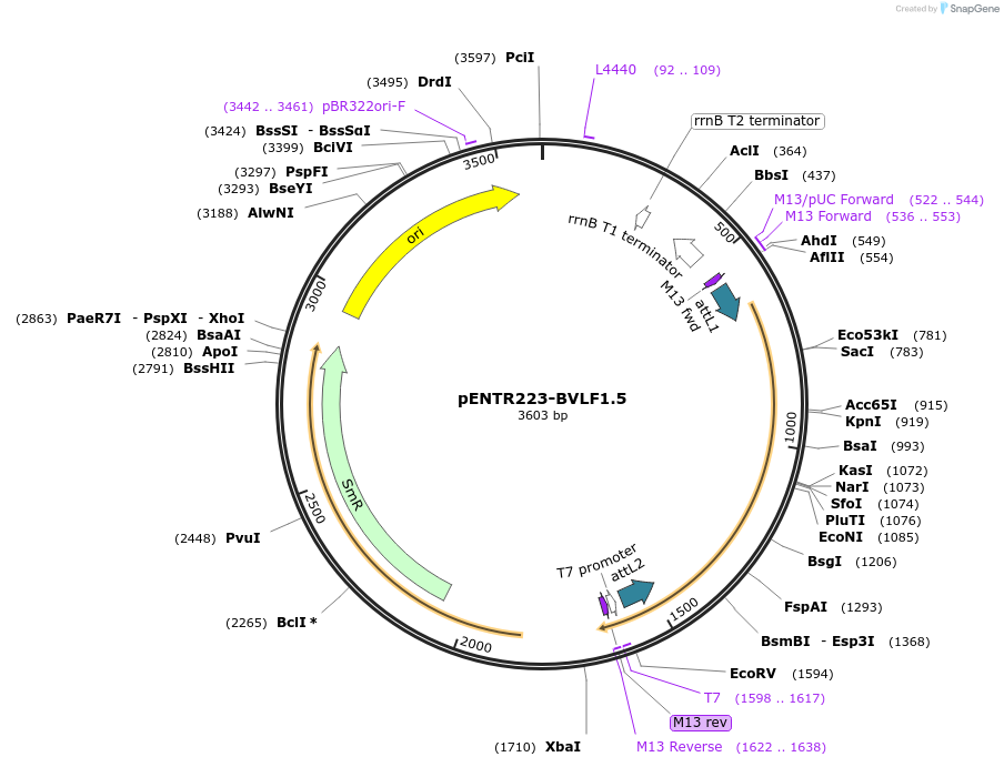 195791-plasmid-map-sequence-id-385718