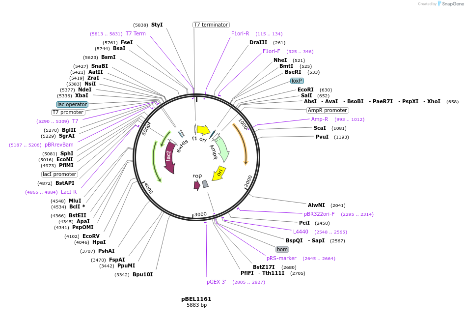 196026-plasmid-map-sequence-id-385719