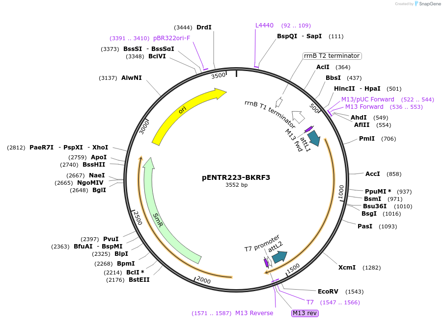 195790-plasmid-map-sequence-id-385722