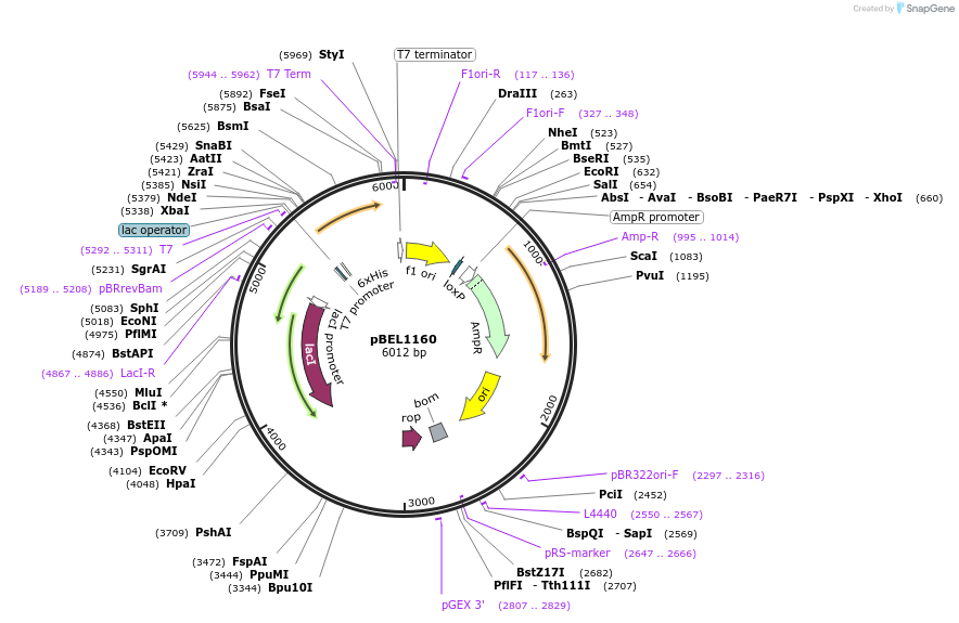 196025-plasmid-map-sequence-id-385724