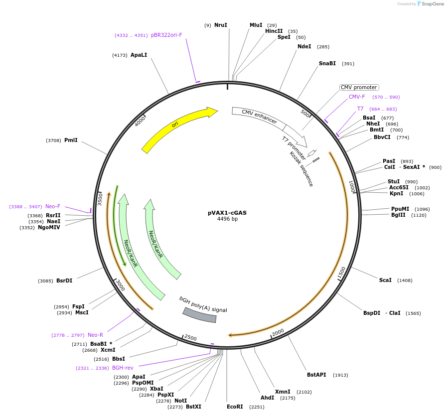196624-plasmid-map-sequence-id-385725