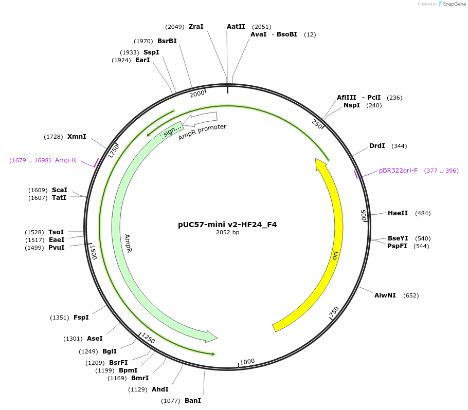 195718-plasmid-map-sequence-id-385728