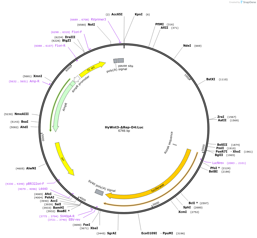 192991-plasmid-map-sequence-id-385729