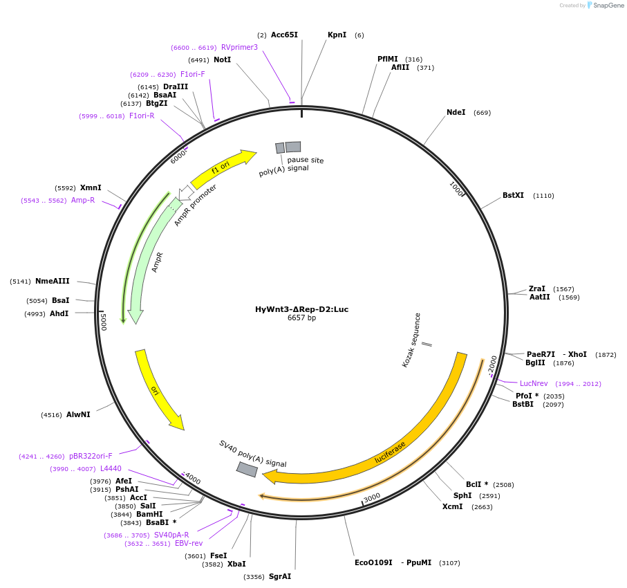 192989-plasmid-map-sequence-id-385730