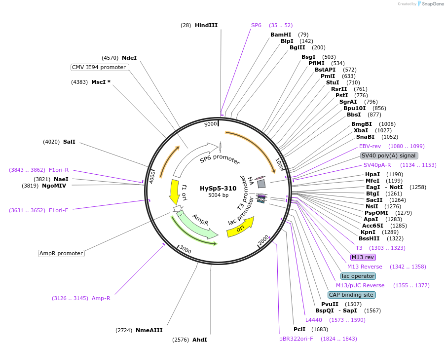 192995-plasmid-map-sequence-id-385732