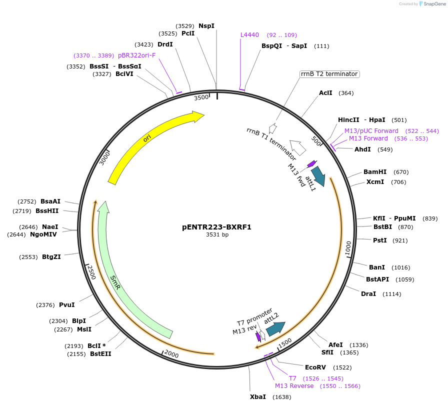 195789-plasmid-map-sequence-id-385735