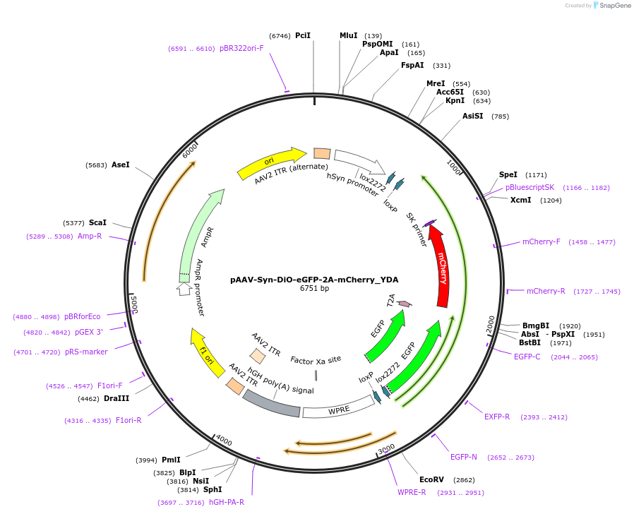 194881-plasmid-map-sequence-id-385744