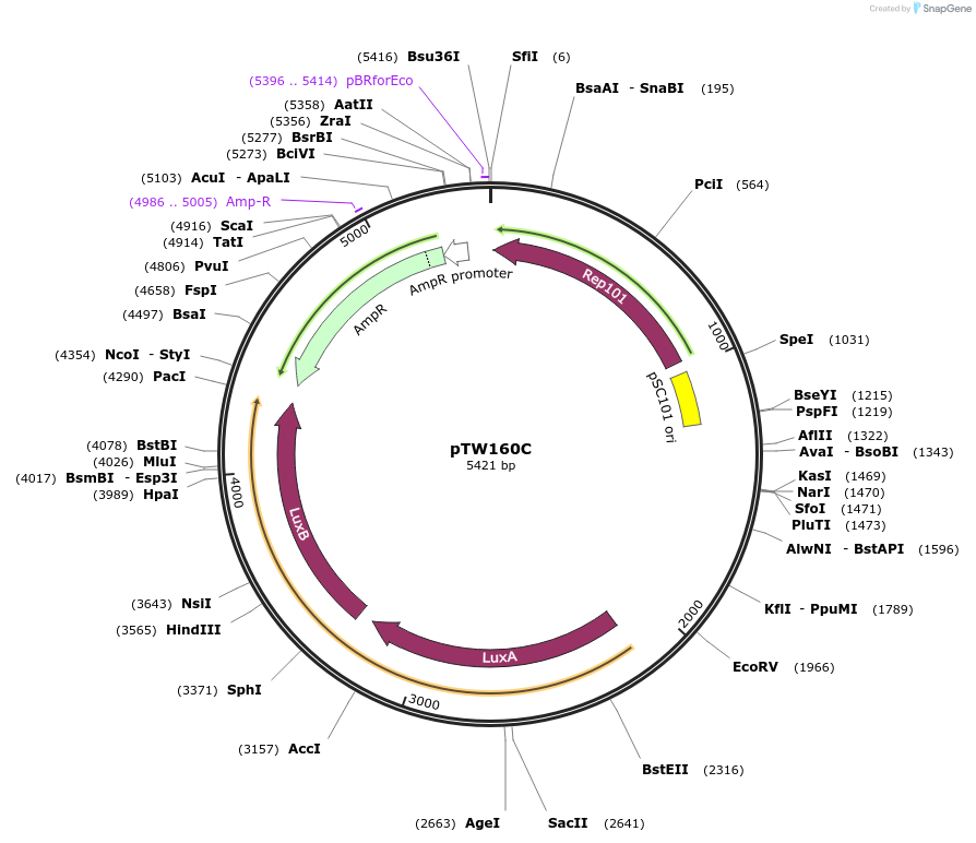 194801-plasmid-map-sequence-id-385748