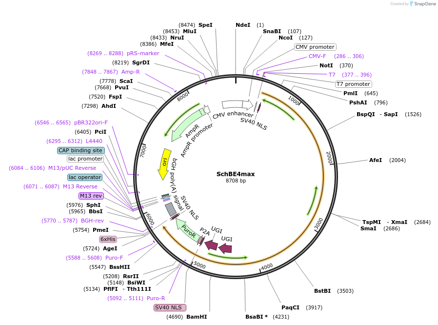 192135-plasmid-map-sequence-id-385761