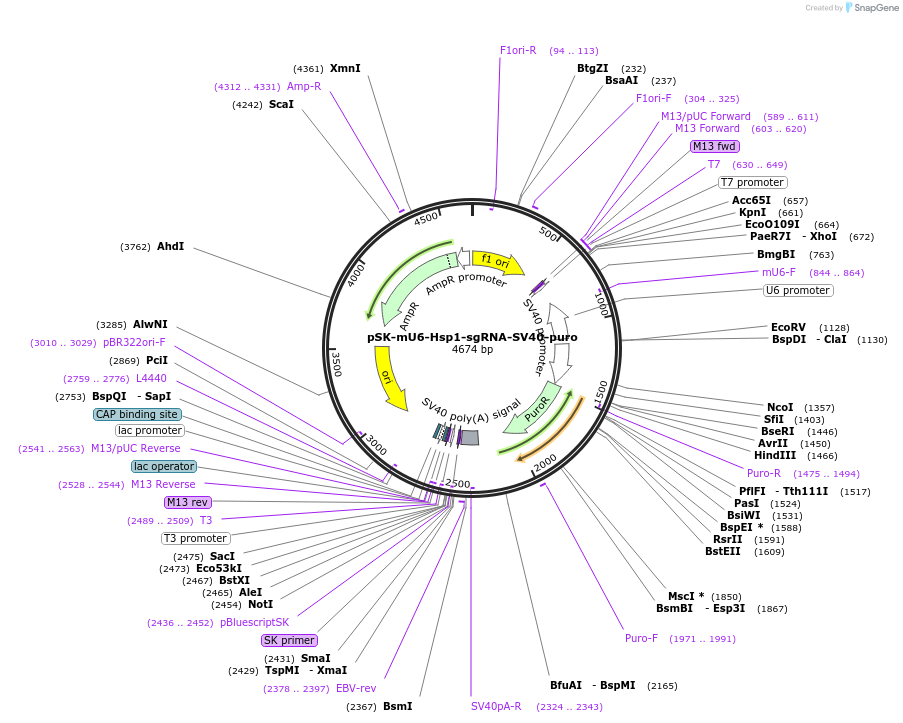 192129-plasmid-map-sequence-id-385766