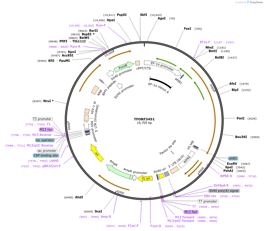 144927-plasmid-map-sequence-id-385775