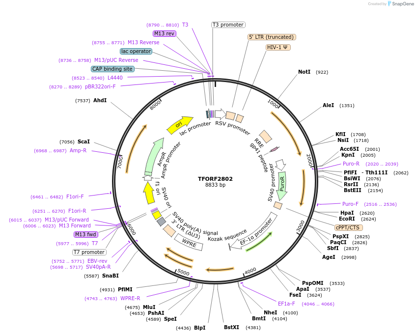 143622-plasmid-map-sequence-id-385780